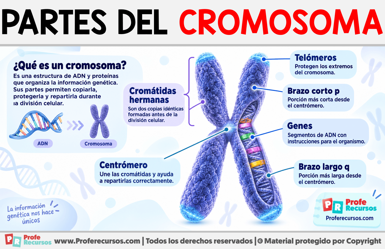 Partes del Cromosoma Infografia sobre Partes del Cromosoma