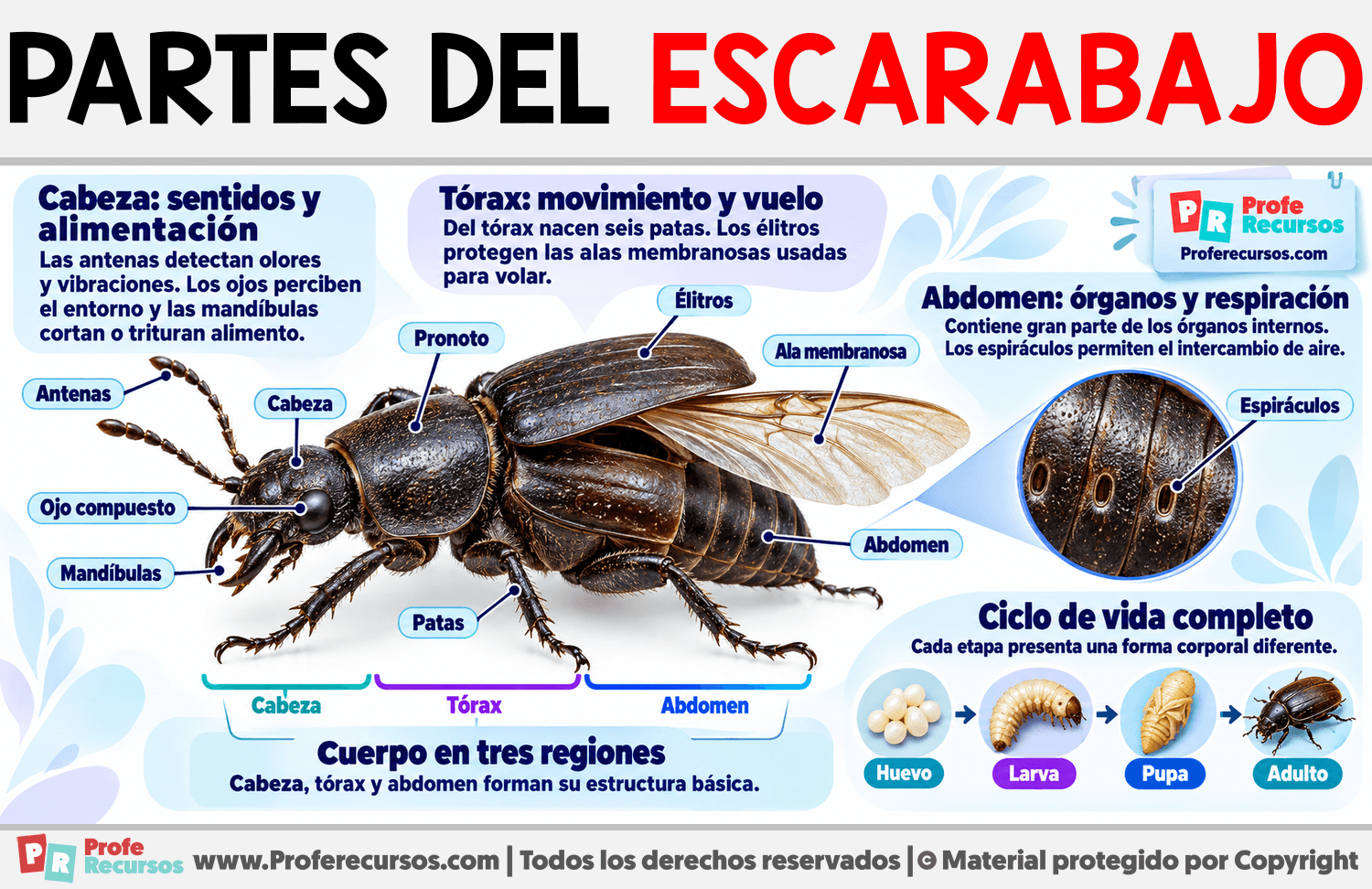 Partes del Escarabajo Infografia sobre Partes del Escarabajo