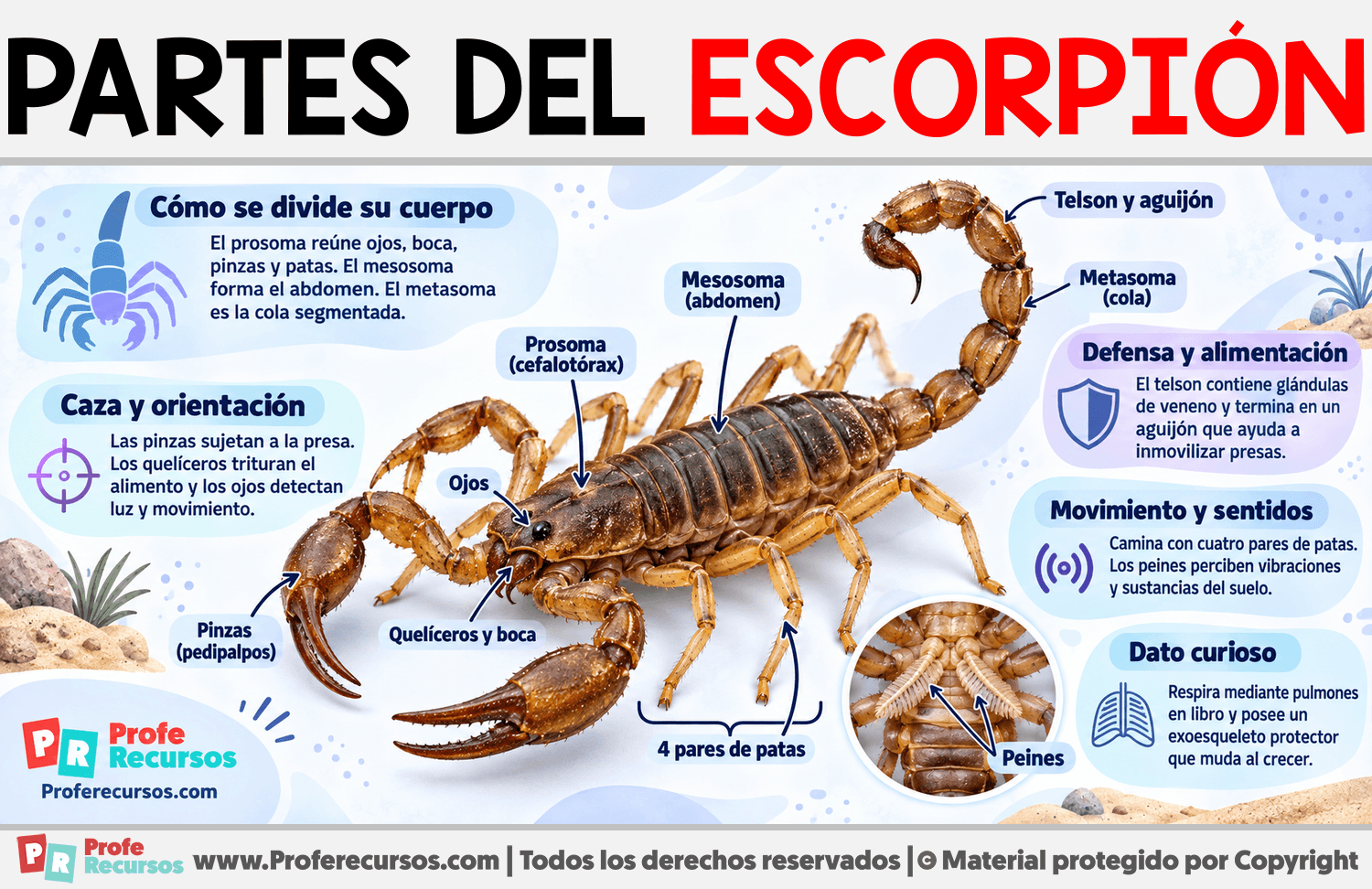 Partes del Escorpión Infografia sobre Partes del Escorpión