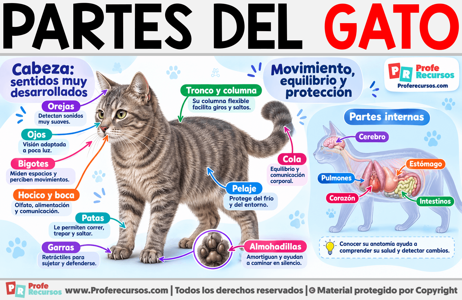Partes del Gato Infografia sobre Partes del Gato