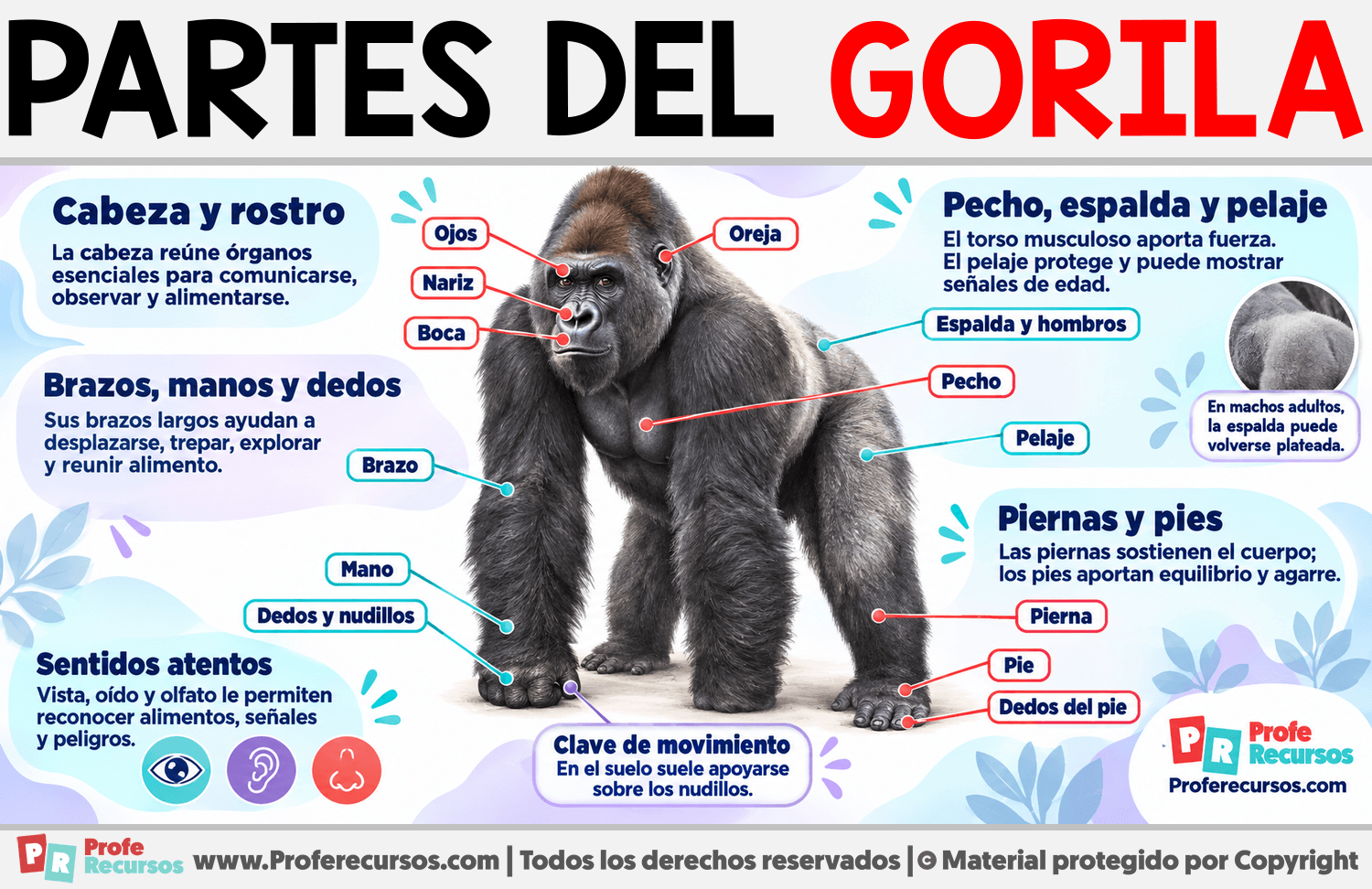 Partes del Gorila Infografia sobre Partes del Gorila
