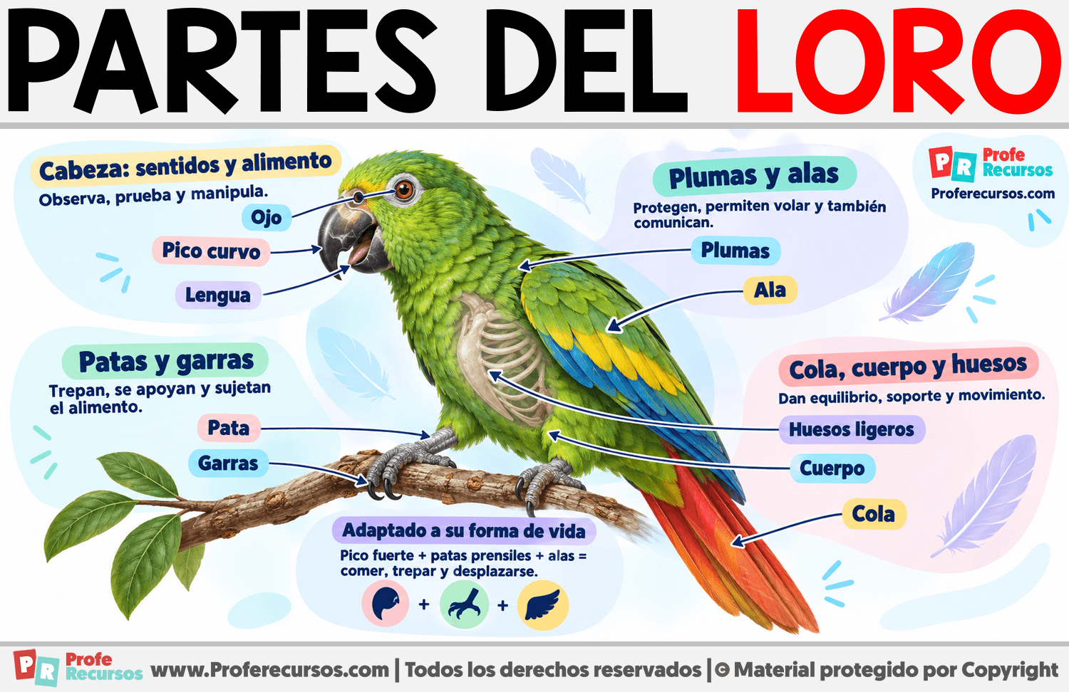 Partes del Loro Infografia sobre Partes del Loro