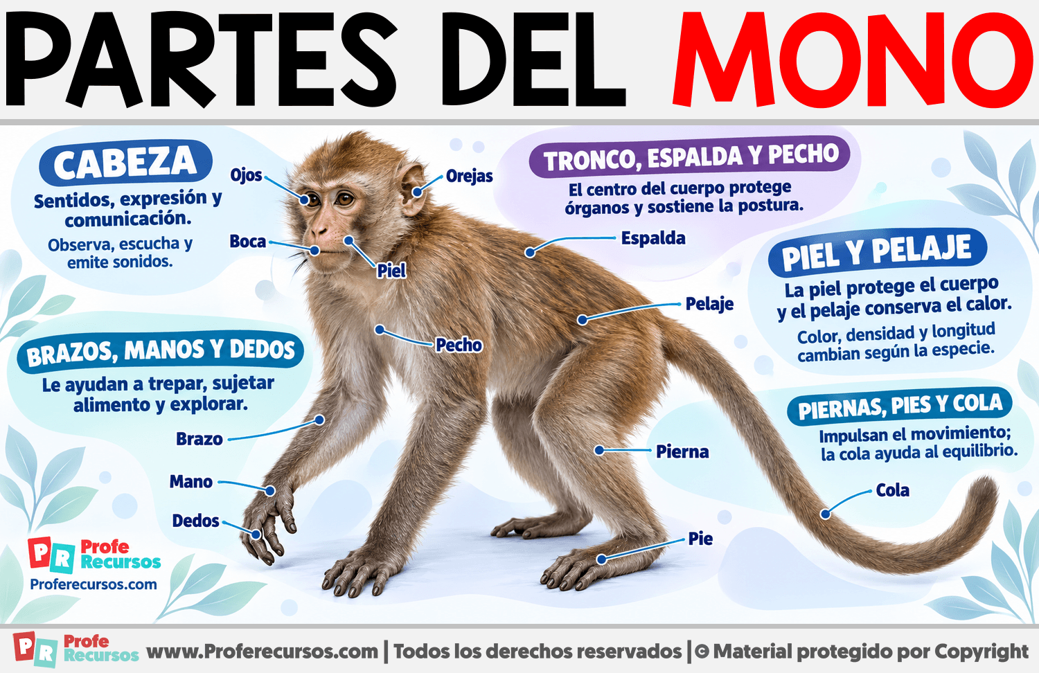 Partes del Mono Infografia sobre Partes del Mono