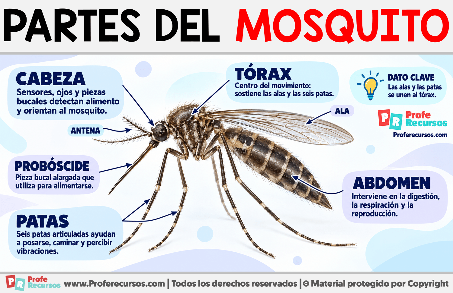 Partes del Mosquito Infografia sobre Partes del Mosquito