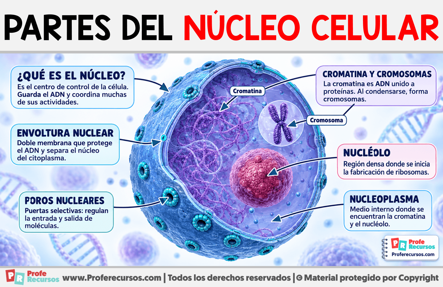 Partes del Núcleo Celular Infografia sobre Partes del Núcleo Celular
