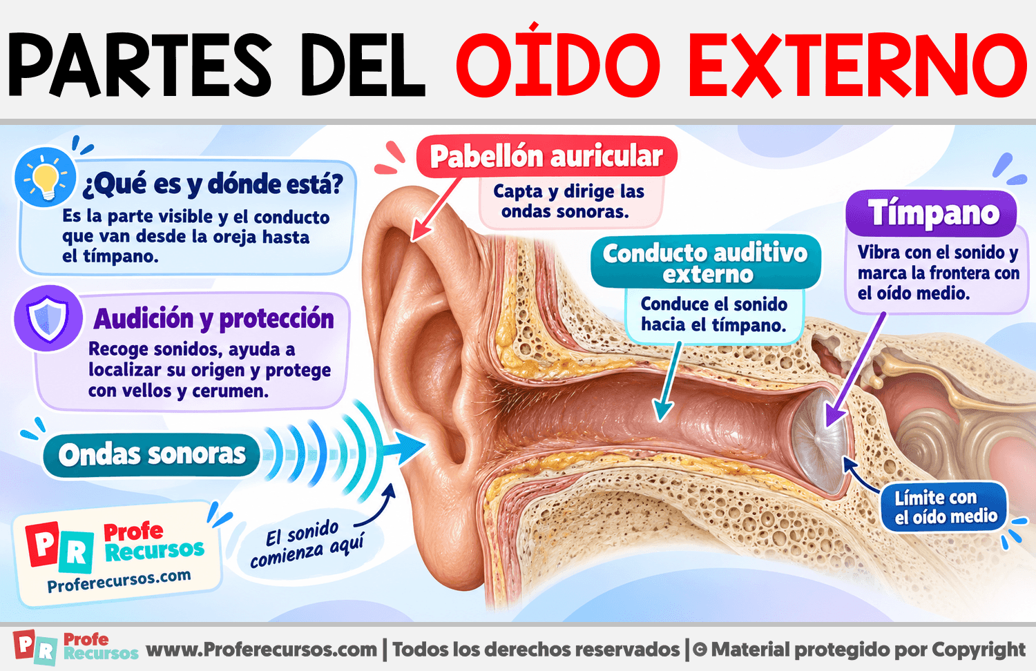 Partes del Oído Externo Infografia sobre Partes del Oído Externo