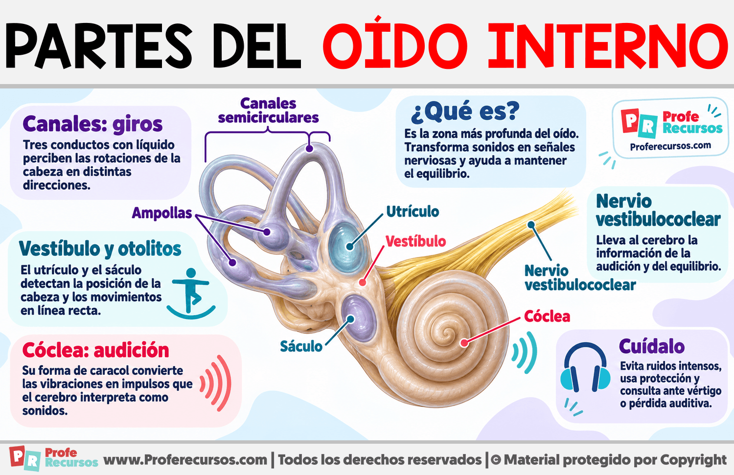 Partes del Oído Interno Infografia sobre Partes del Oído Interno