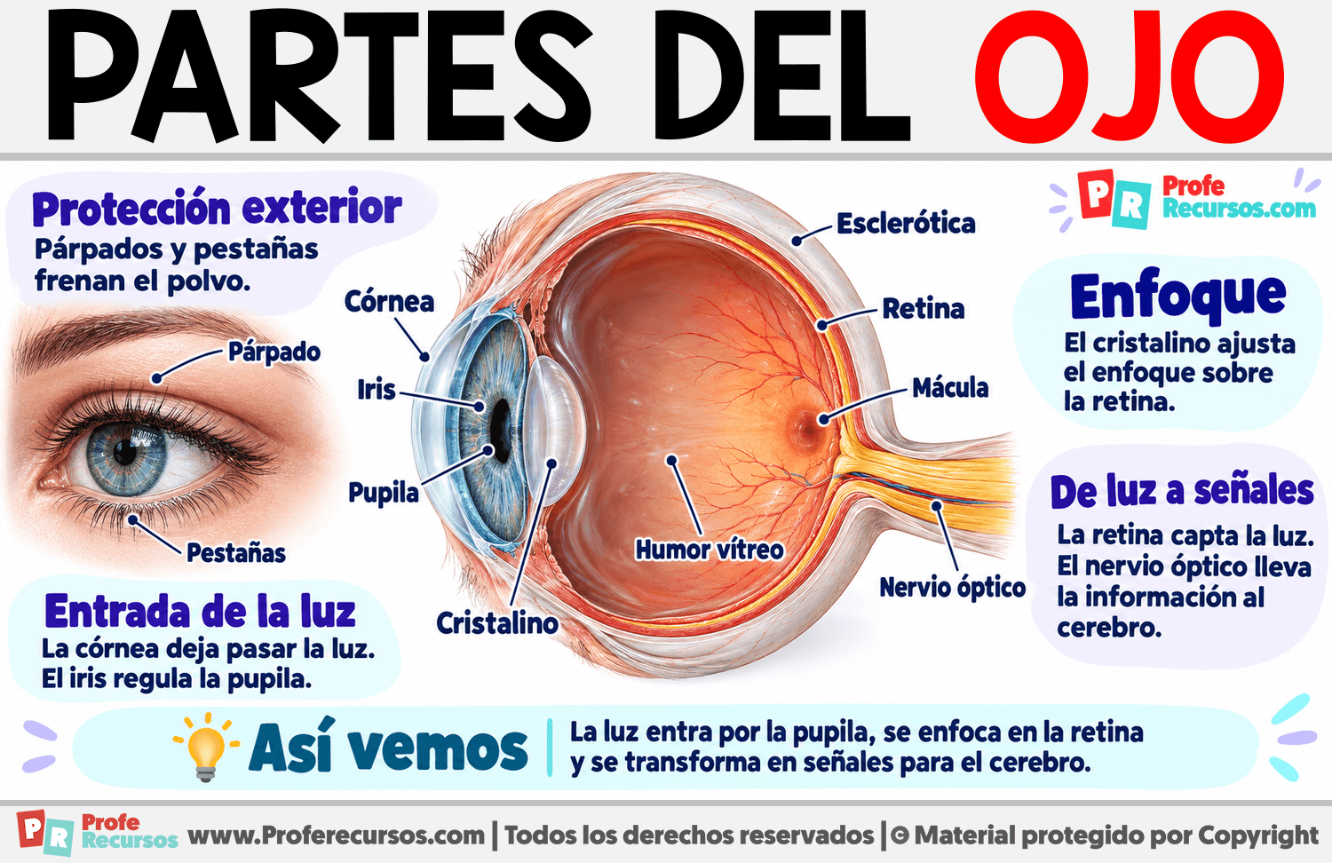 Partes del ojo Infografia sobre Partes del ojo
