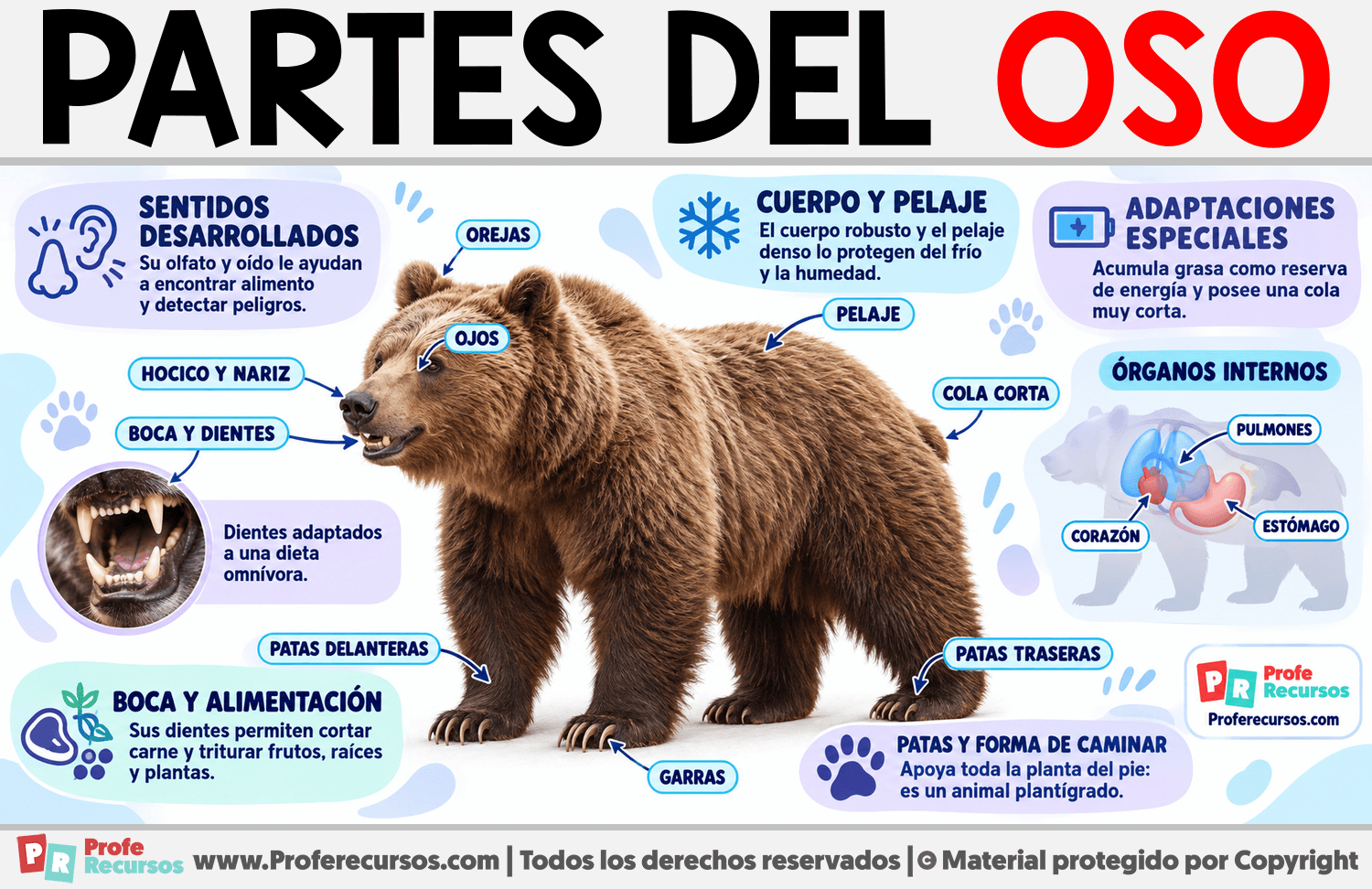 Partes del Oso Infografia sobre Partes del Oso