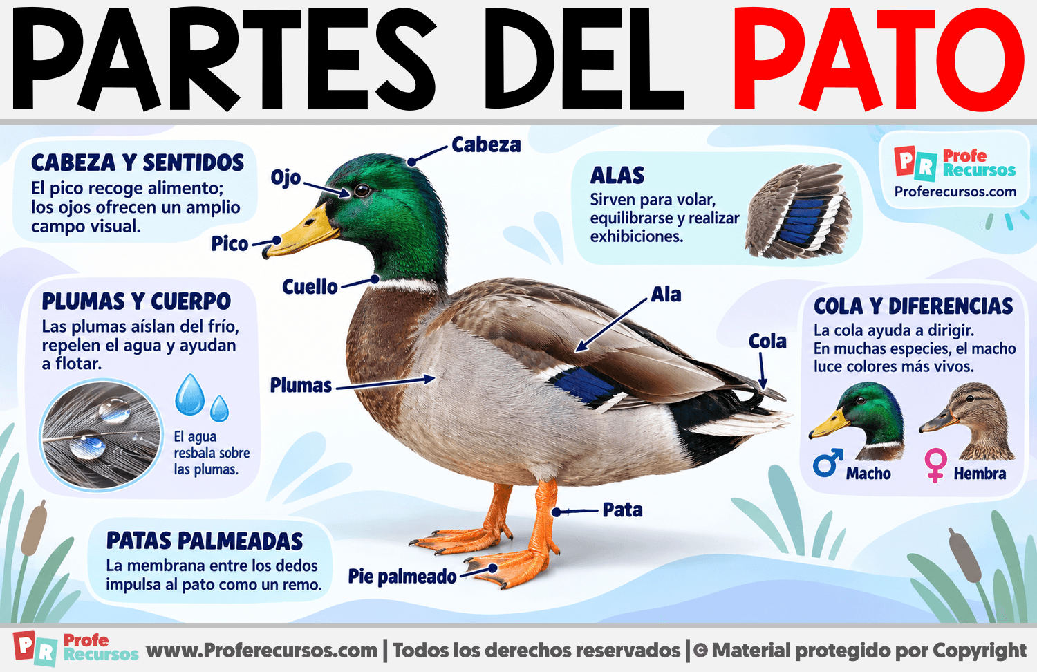 Partes del Pato Infografia sobre Partes del Pato
