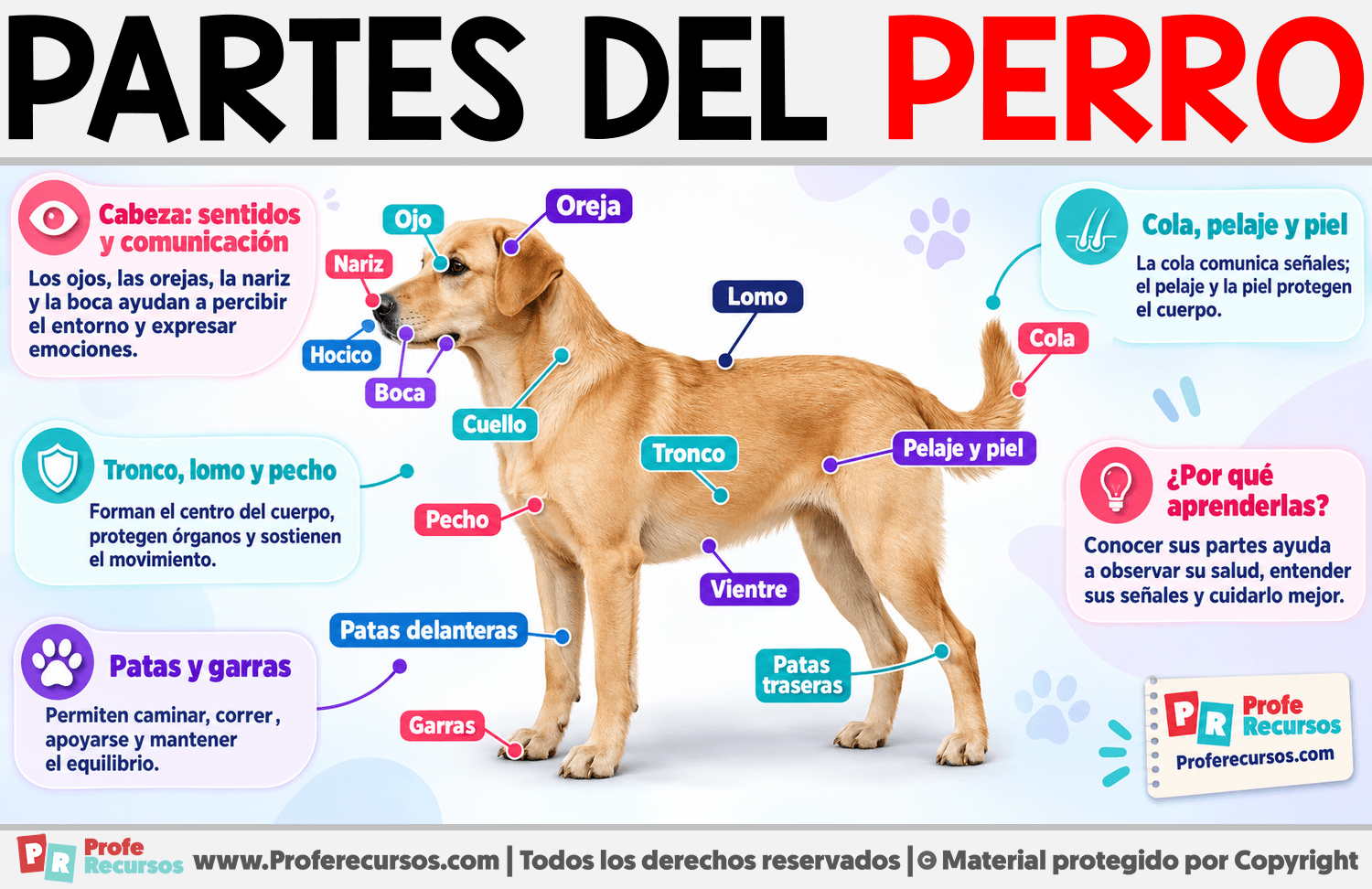 Partes del Perro Infografia sobre Partes del Perro