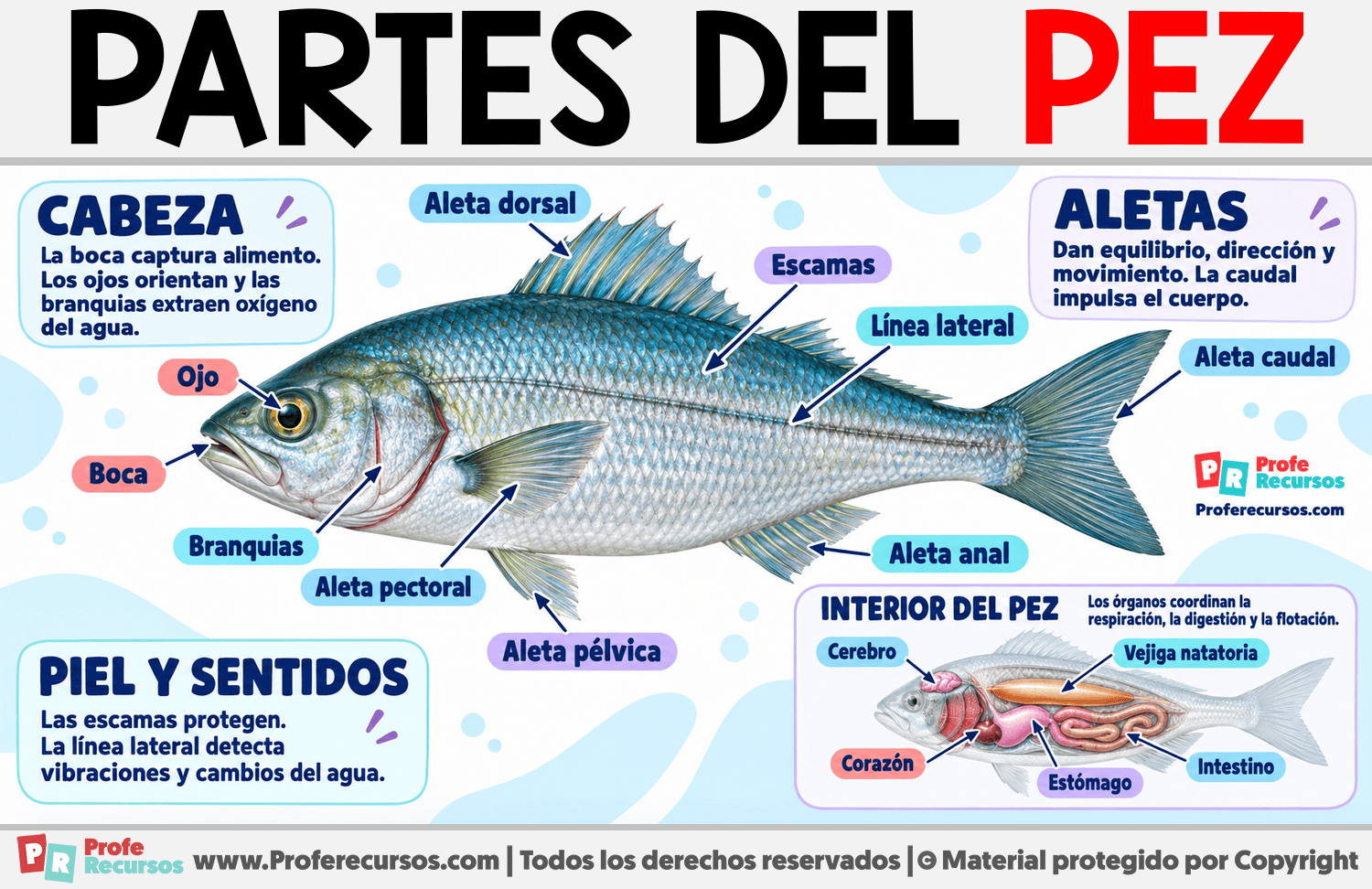 Partes del Pez Infografia sobre Partes del Pez