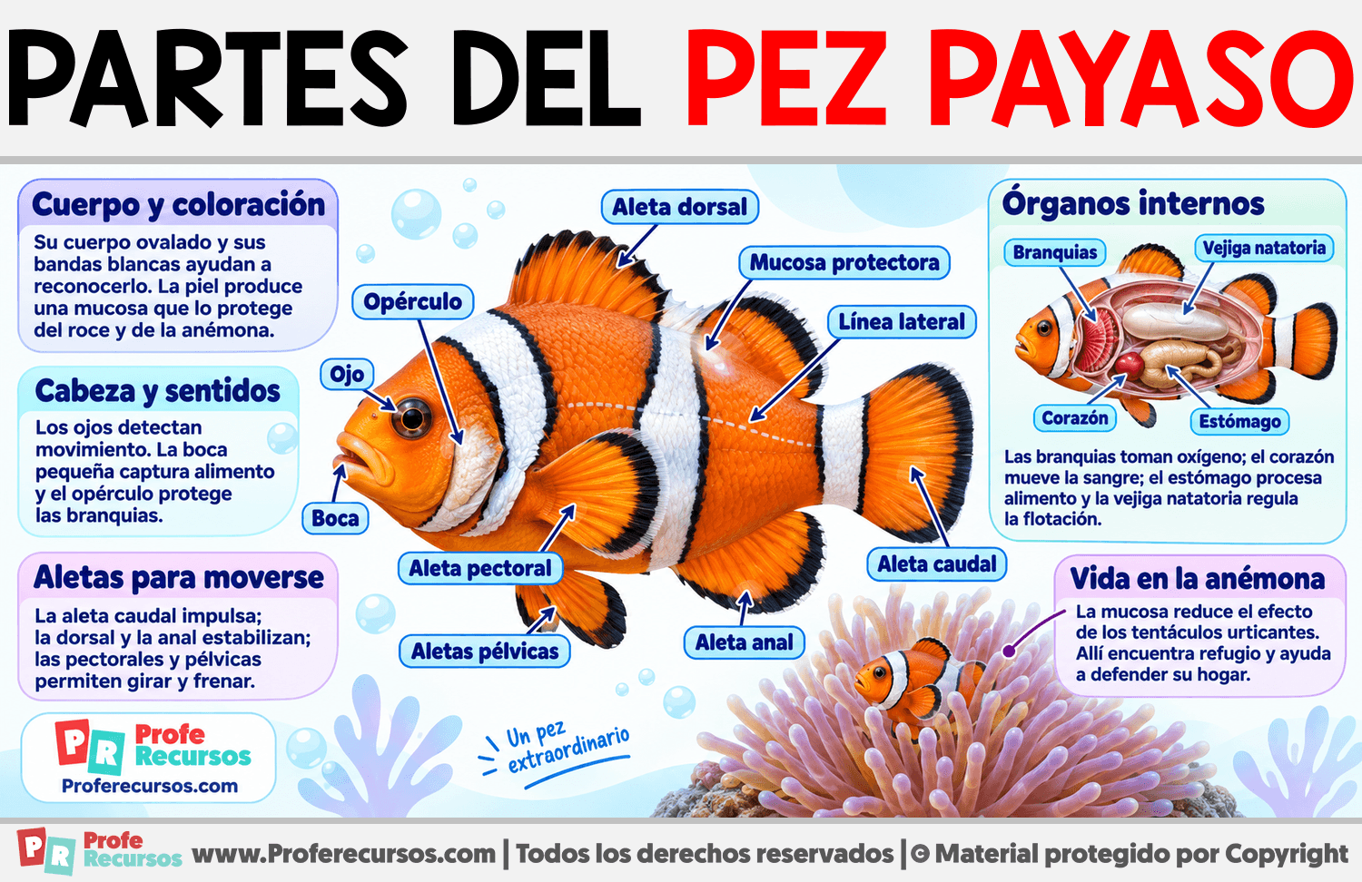 Partes del Pez Payaso Infografia sobre Partes del Pez Payaso