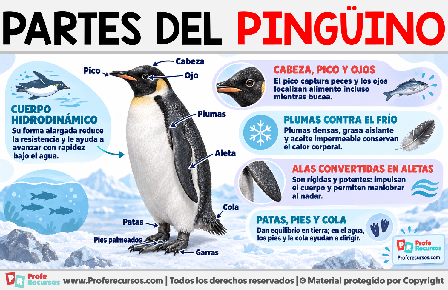 Partes del Pingüino Infografia sobre Partes del Pingüino