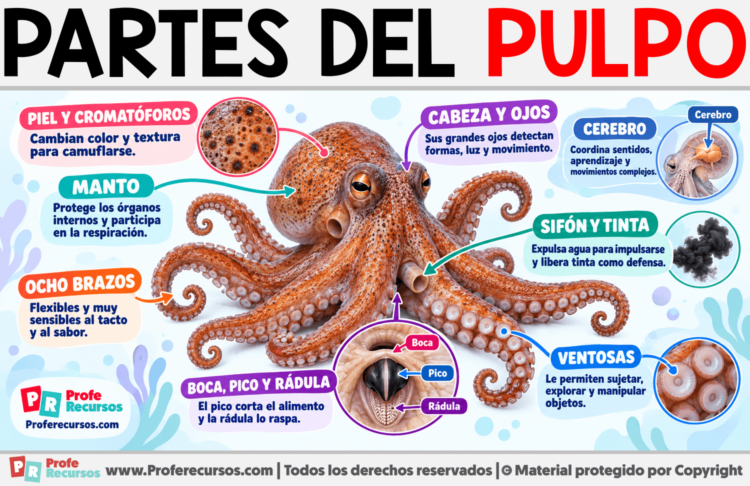 Partes del Pulpo Infografia sobre Partes del Pulpo