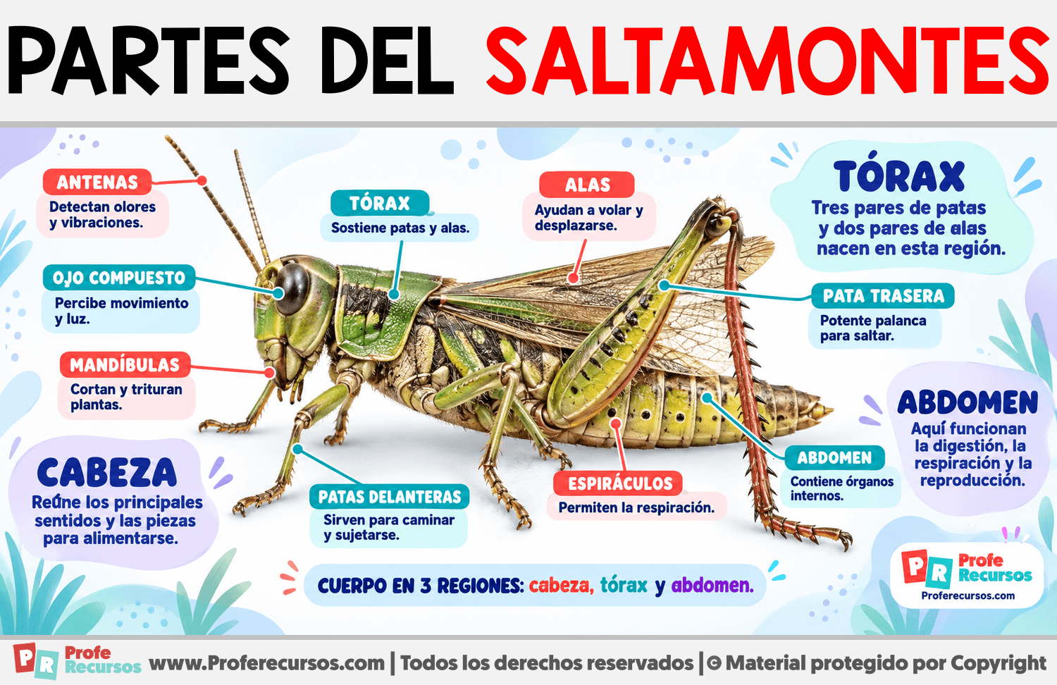Partes del Saltamontes Infografia sobre Partes del Saltamontes