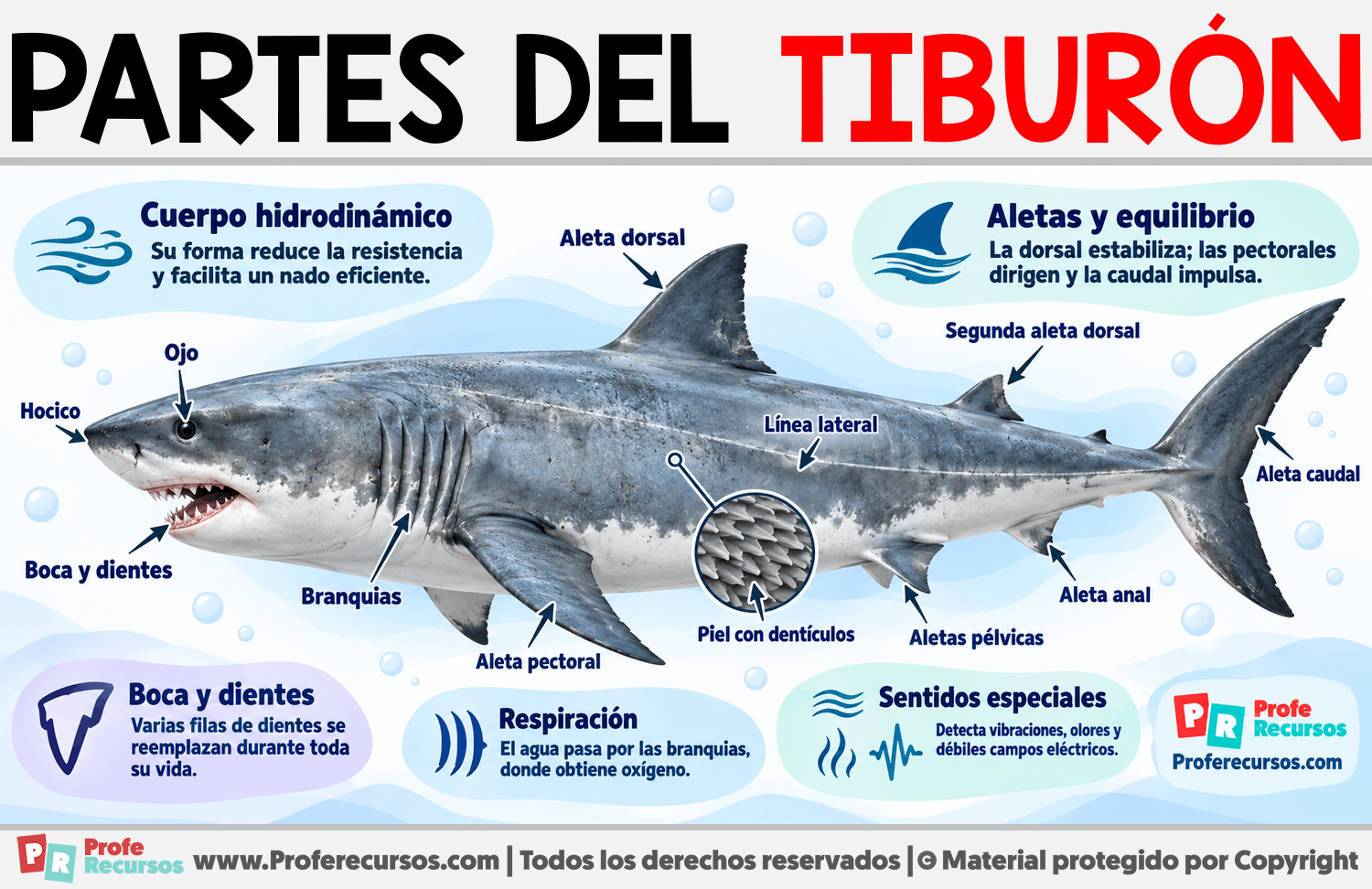 Partes del Tiburón Infografia sobre Partes del Tiburón