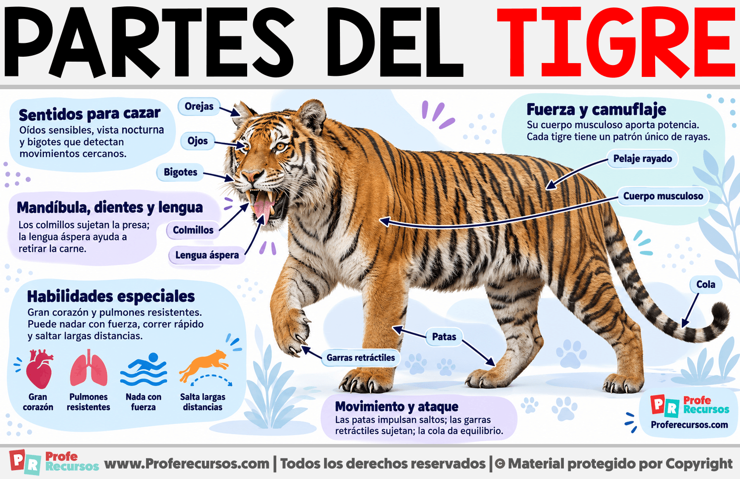 Partes del Tigre Infografia sobre Partes del Tigre