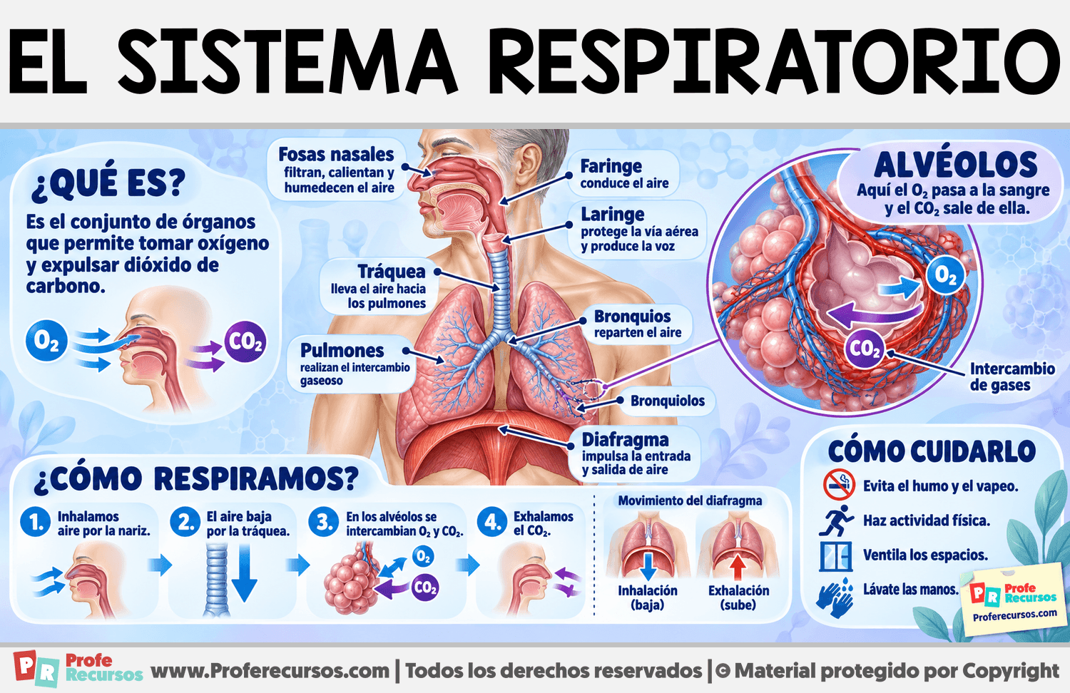 Partes y funciones del sistema respiratorio Infografia sobre Partes y funciones del sistema respiratorio