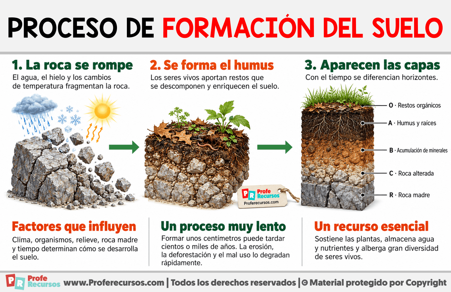 Proceso de formación del suelo Infografia sobre Proceso de formación del suelo