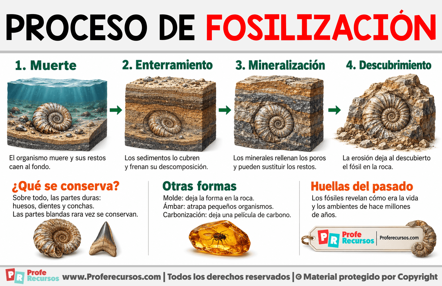 Proceso de fosilización Infografia sobre Proceso de fosilización