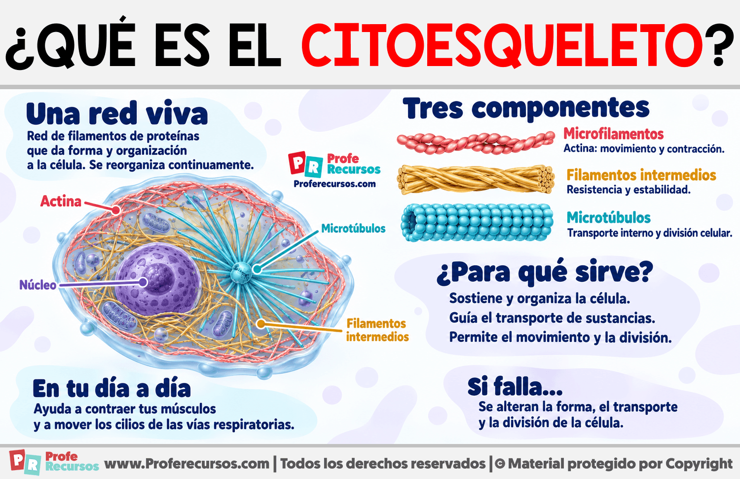 ¿Qué es el citoesqueleto? Infografia sobre ¿Qué es el citoesqueleto?