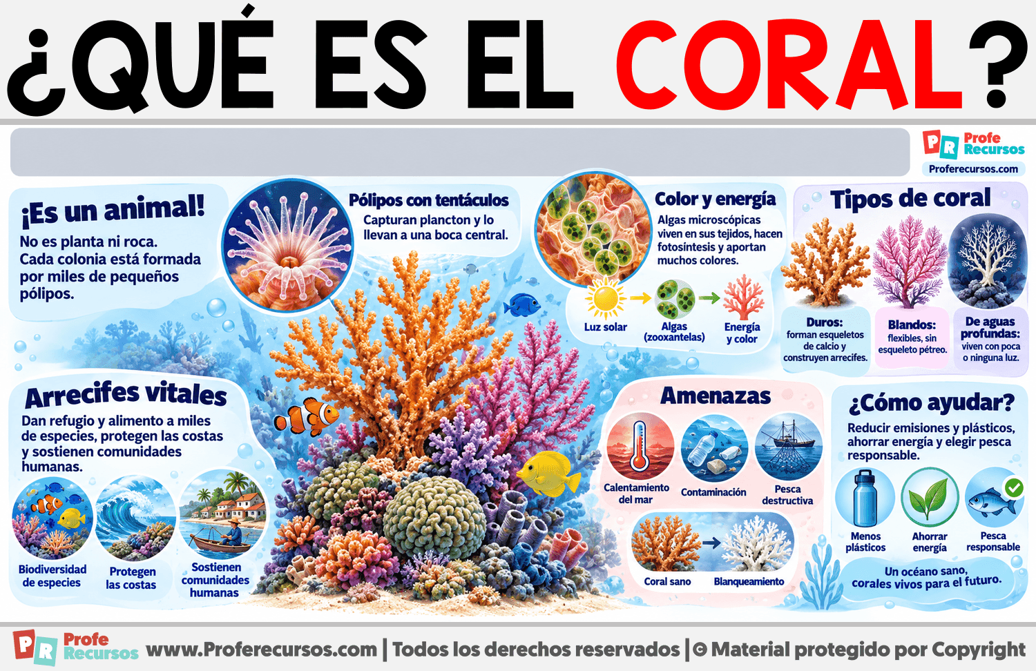 ¿Qué es el Coral? Infografia sobre ¿Qué es el Coral?