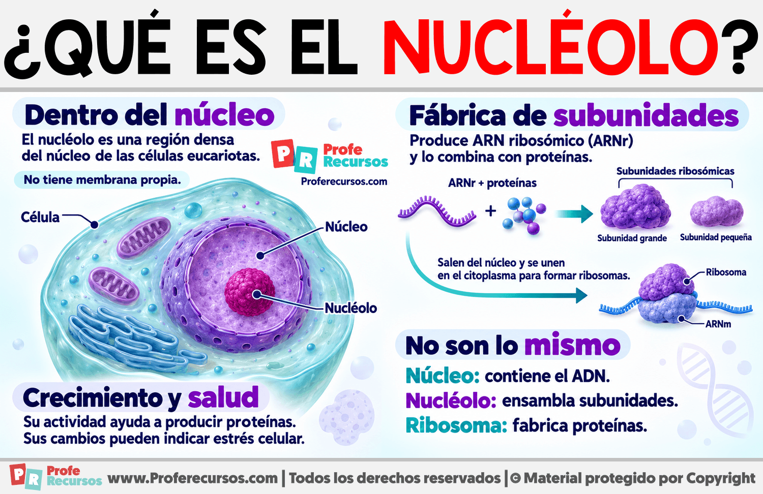 ¿Qué es el nucléolo? Infografia sobre ¿Qué es el nucléolo?