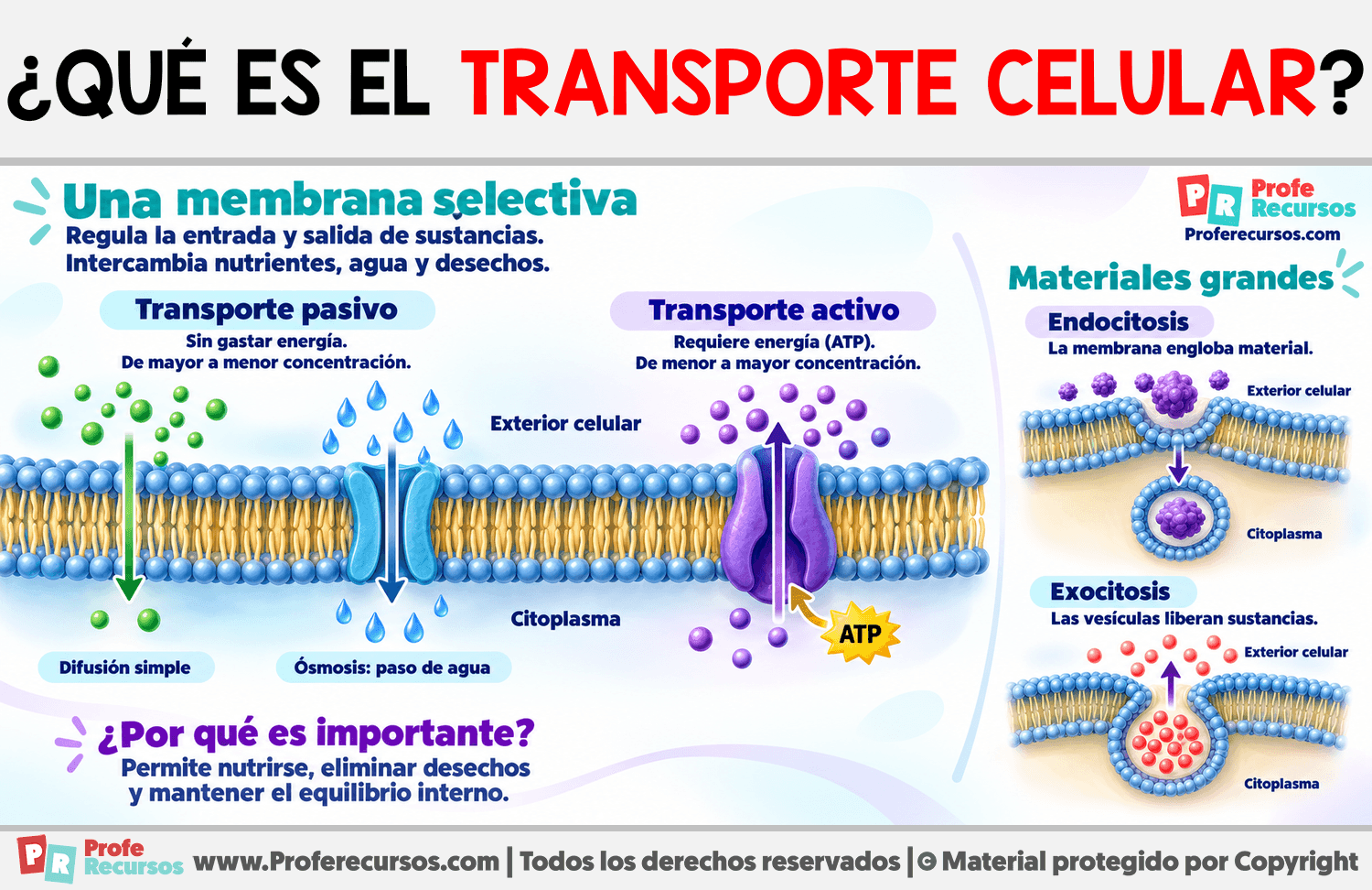 ¿Qué es el transporte celular? Infografia sobre ¿Qué es el transporte celular?