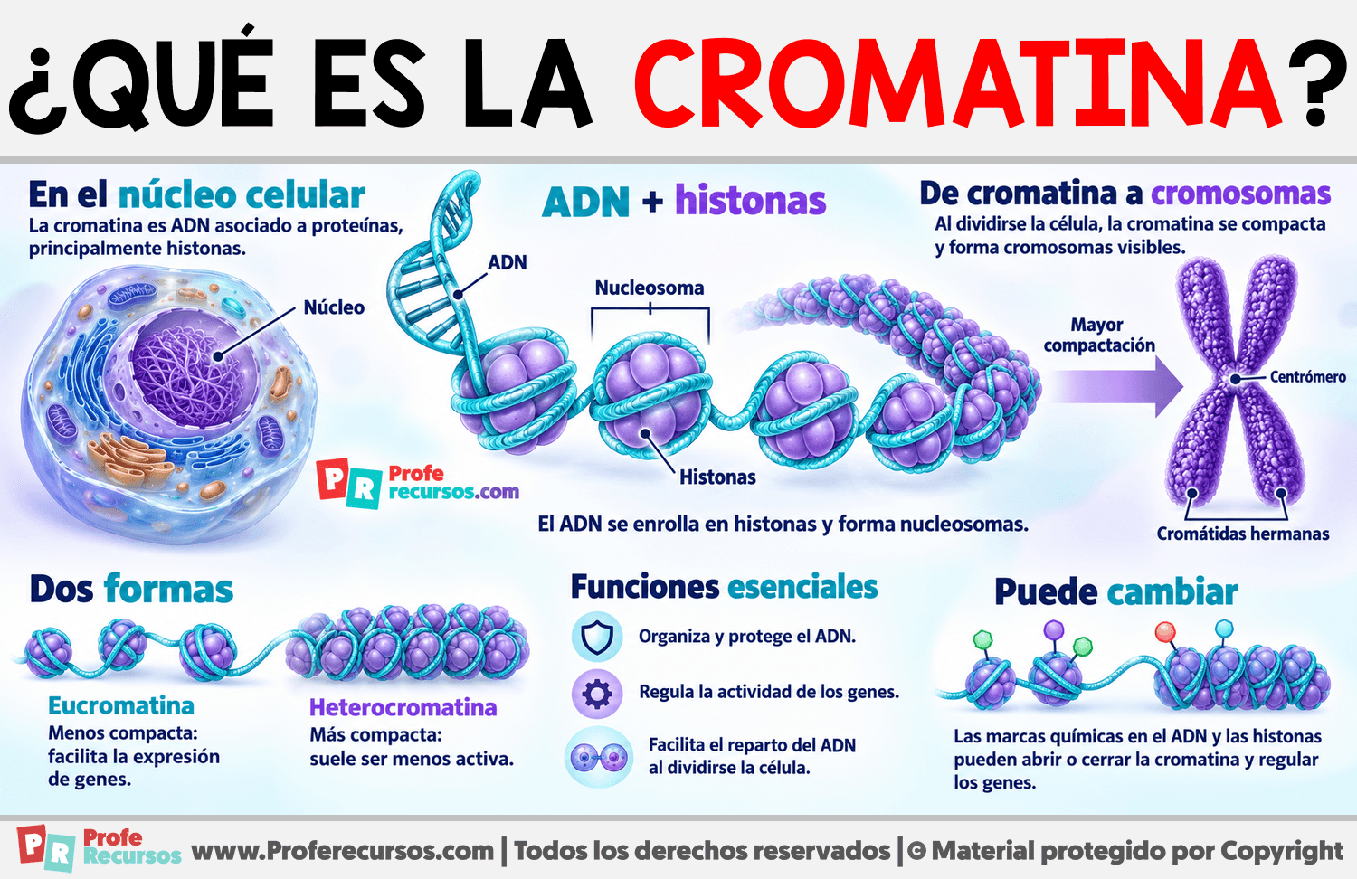 ¿Qué es la cromatina? Infografia sobre ¿Qué es la cromatina?