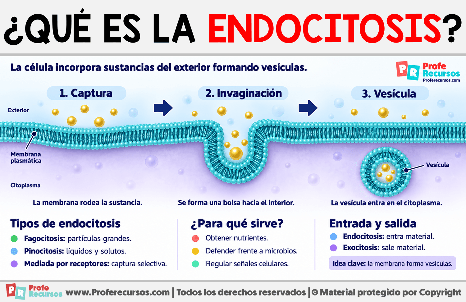 ¿Qué es la endocitosis? Infografia sobre ¿Qué es la endocitosis?