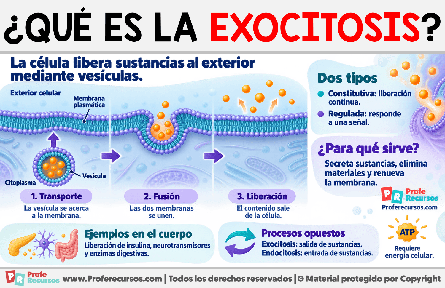 ¿Qué es la exocitosis? Infografia sobre ¿Qué es la exocitosis?