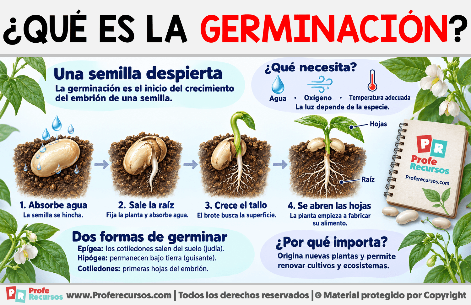 ¿Qué es la germinación? Infografia sobre ¿Qué es la germinación?