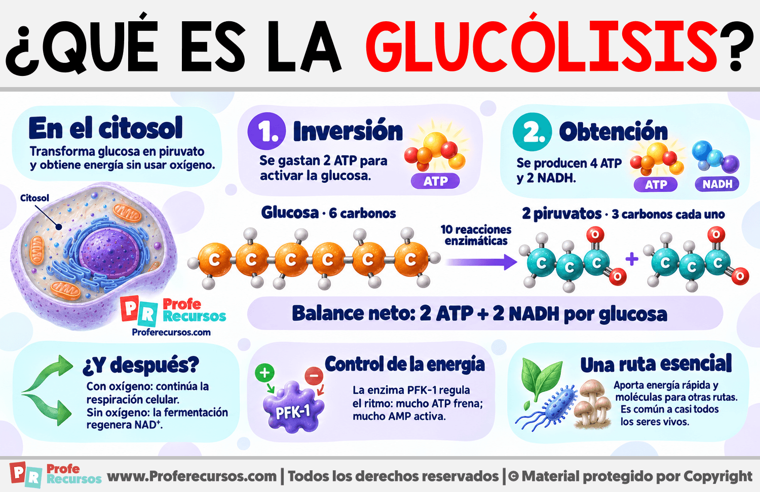 ¿Qué es la glucólisis? Infografia sobre ¿Qué es la glucólisis?