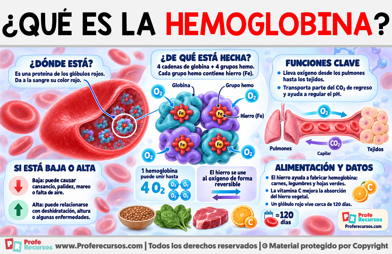 ¿Qué es la Hemoglobina? Infografia sobre ¿Qué es la Hemoglobina?