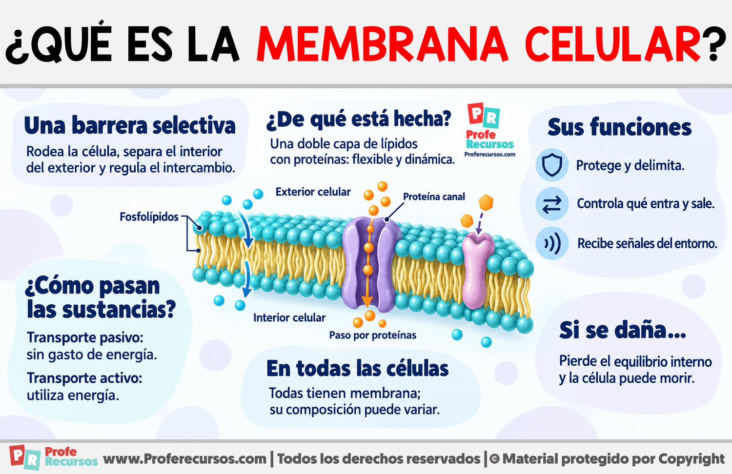 ¿Qué es la membrana celular? Infografia sobre ¿Qué es la membrana celular?