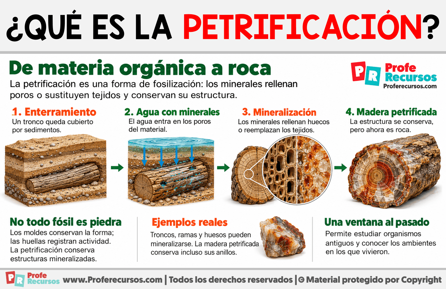 ¿Qué es la petrificación? Infografia sobre ¿Qué es la petrificación?