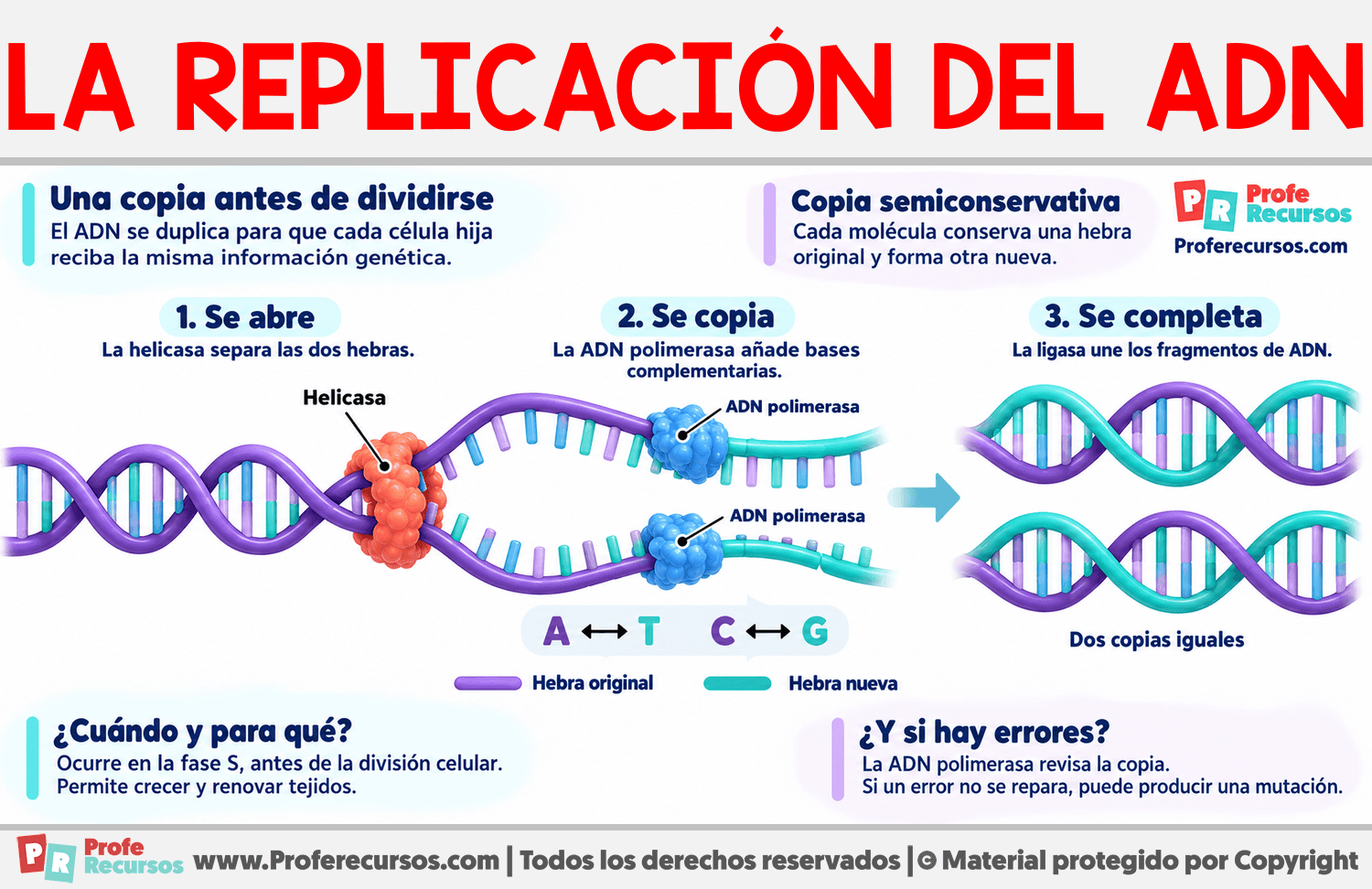 ¿Qué es la replicación del ADN? Infografia sobre ¿Qué es la replicación del ADN?