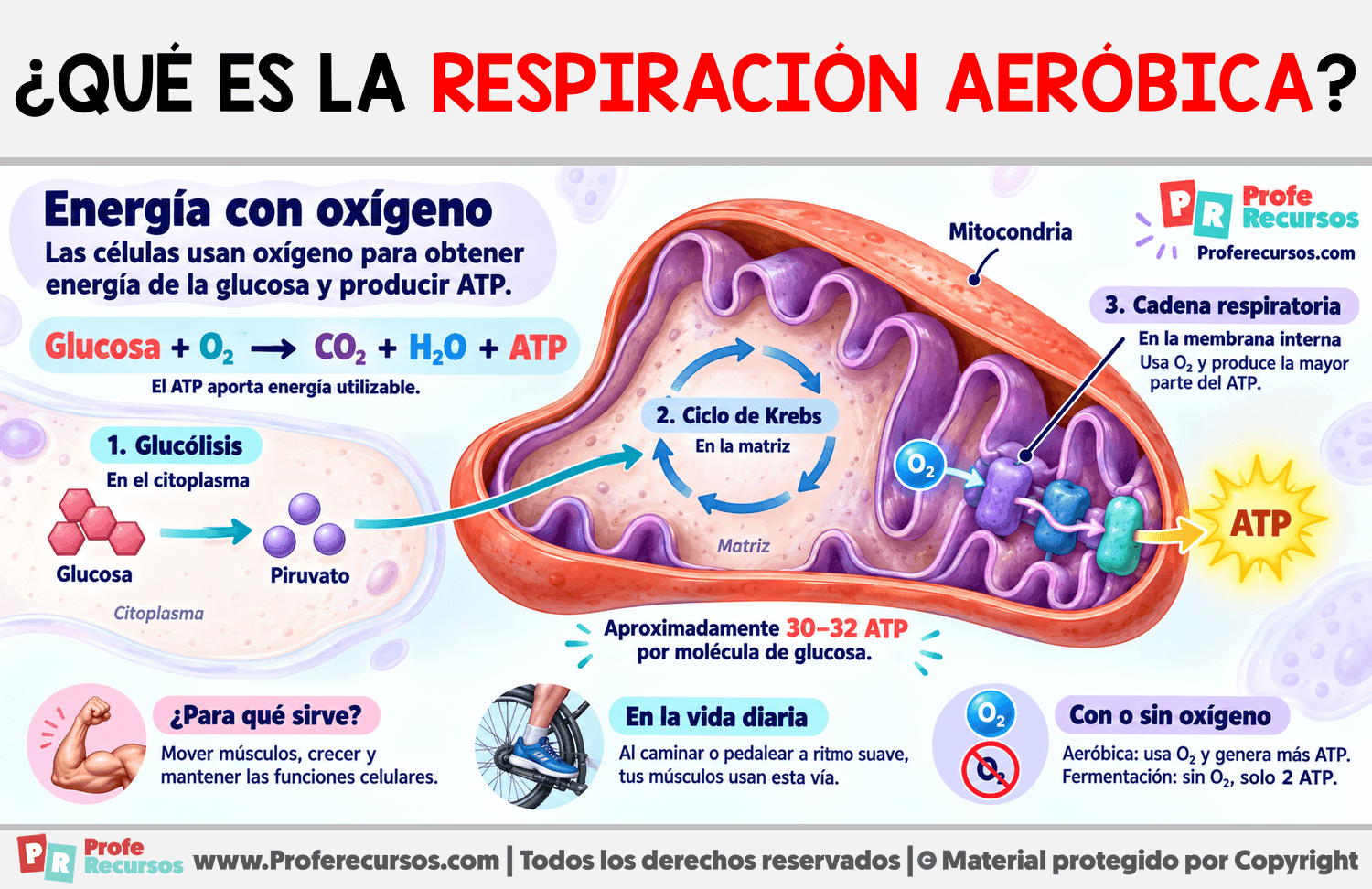 ¿Qué es la respiración aeróbica? Infografia sobre ¿Qué es la respiración aeróbica?