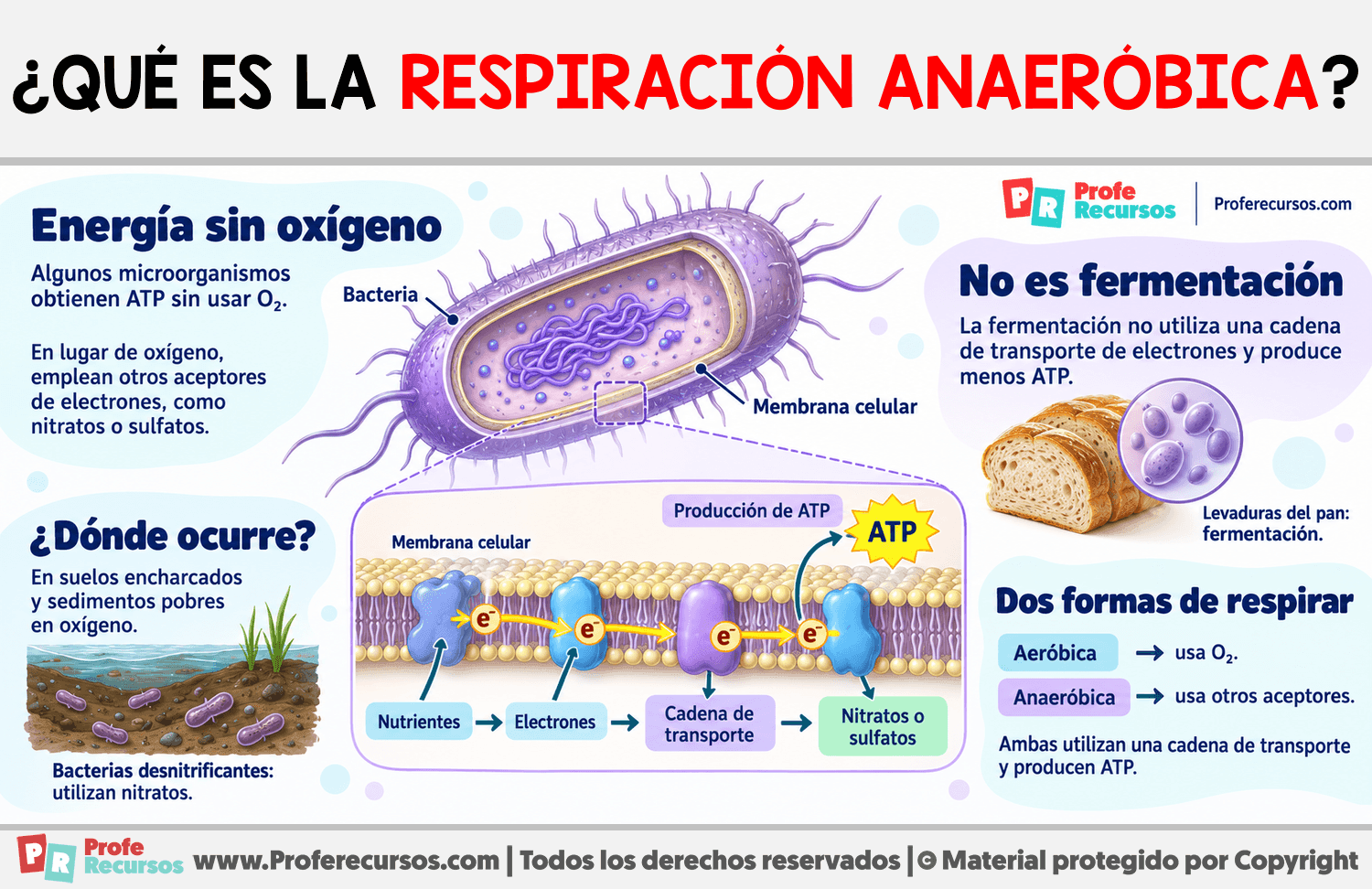 ¿Qué es la respiración anaeróbica? Infografia sobre ¿Qué es la respiración anaeróbica?