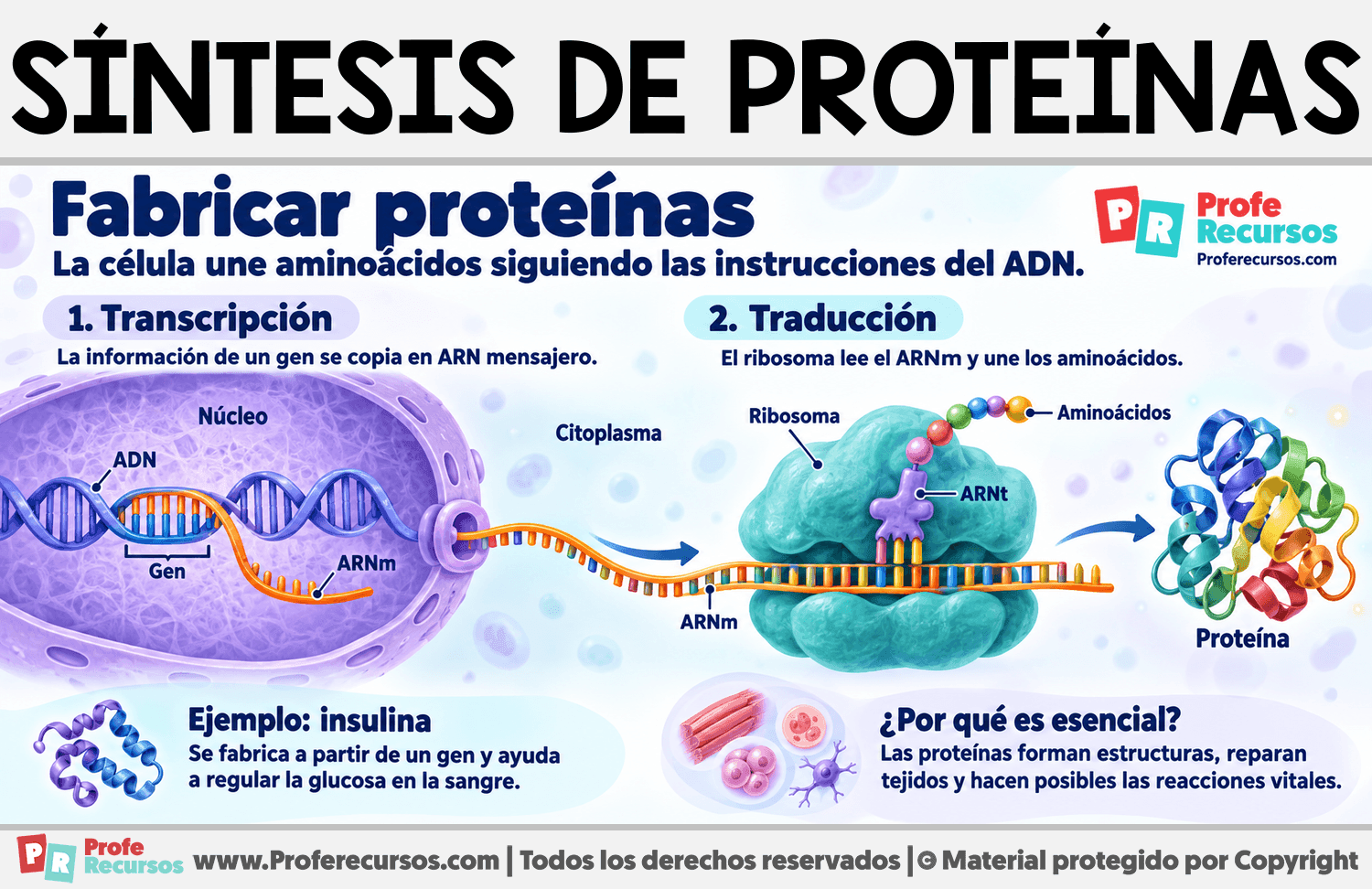 ¿Qué es la síntesis de proteínas? Infografia sobre ¿Qué es la síntesis de proteínas?