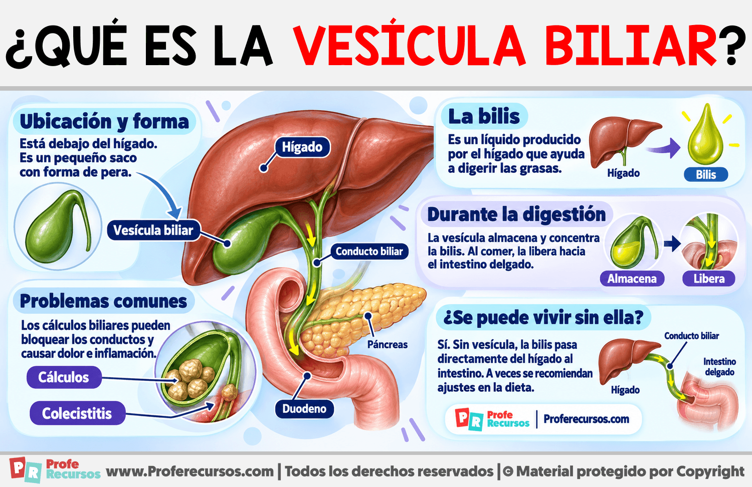 ¿Qué es la vesícula biliar? Infografia sobre ¿Qué es la vesícula biliar?