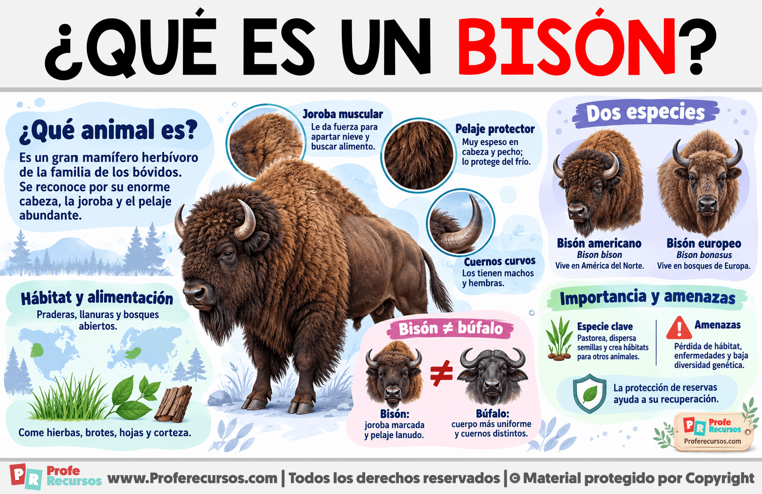 ¿Qué es un Bisón? Infografia sobre ¿Qué es un Bisón?
