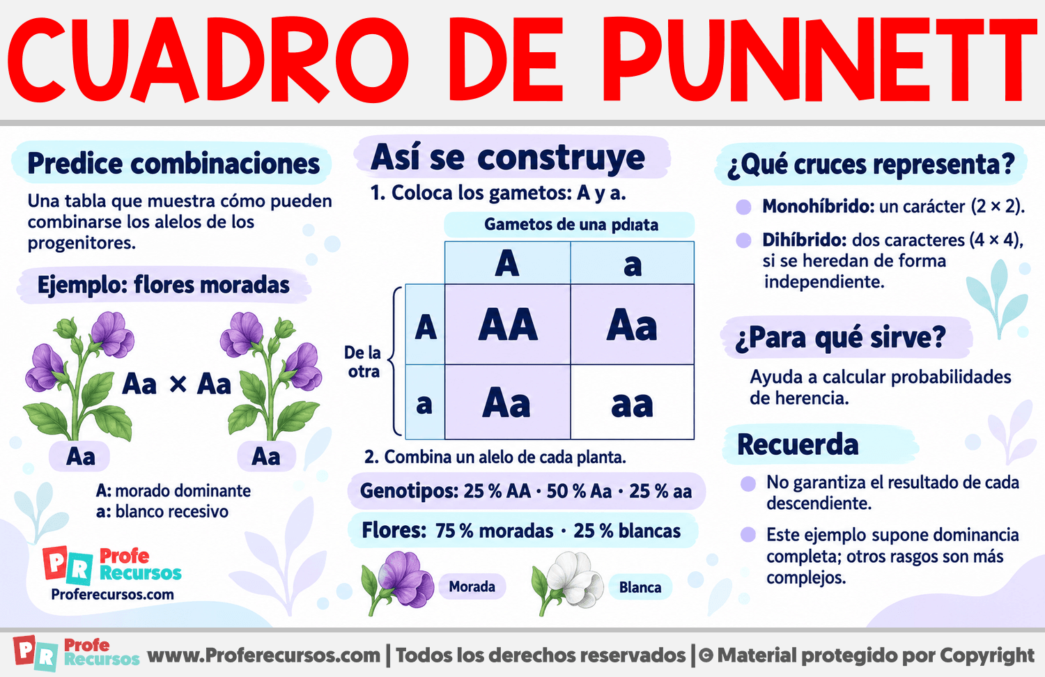 ¿Qué es un cuadro de Punnett? Infografia sobre ¿Qué es un cuadro de Punnett?