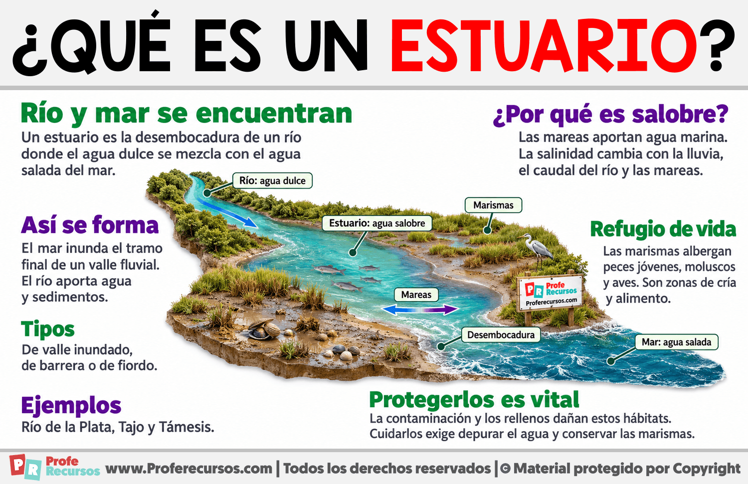 ¿Qué es un estuario? Infografia sobre ¿Qué es un estuario?