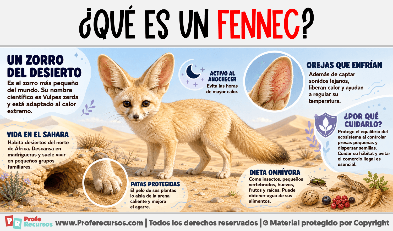 Infografia sobre ¿Qué es un Fennec?