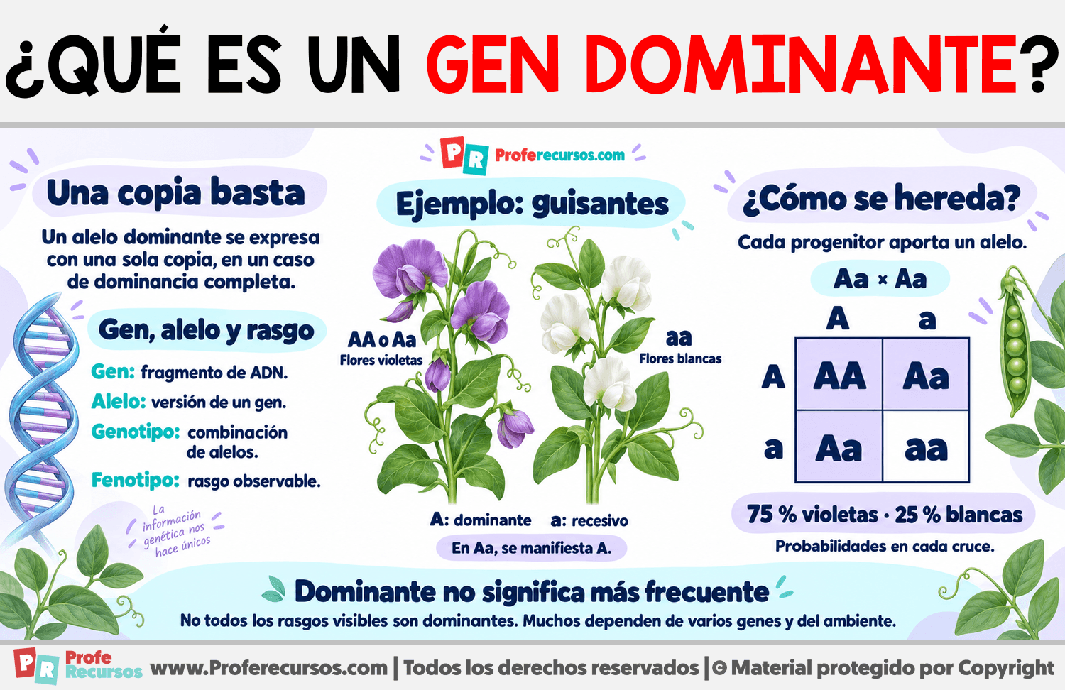 ¿Qué es un gen dominante? Infografia sobre ¿Qué es un gen dominante?