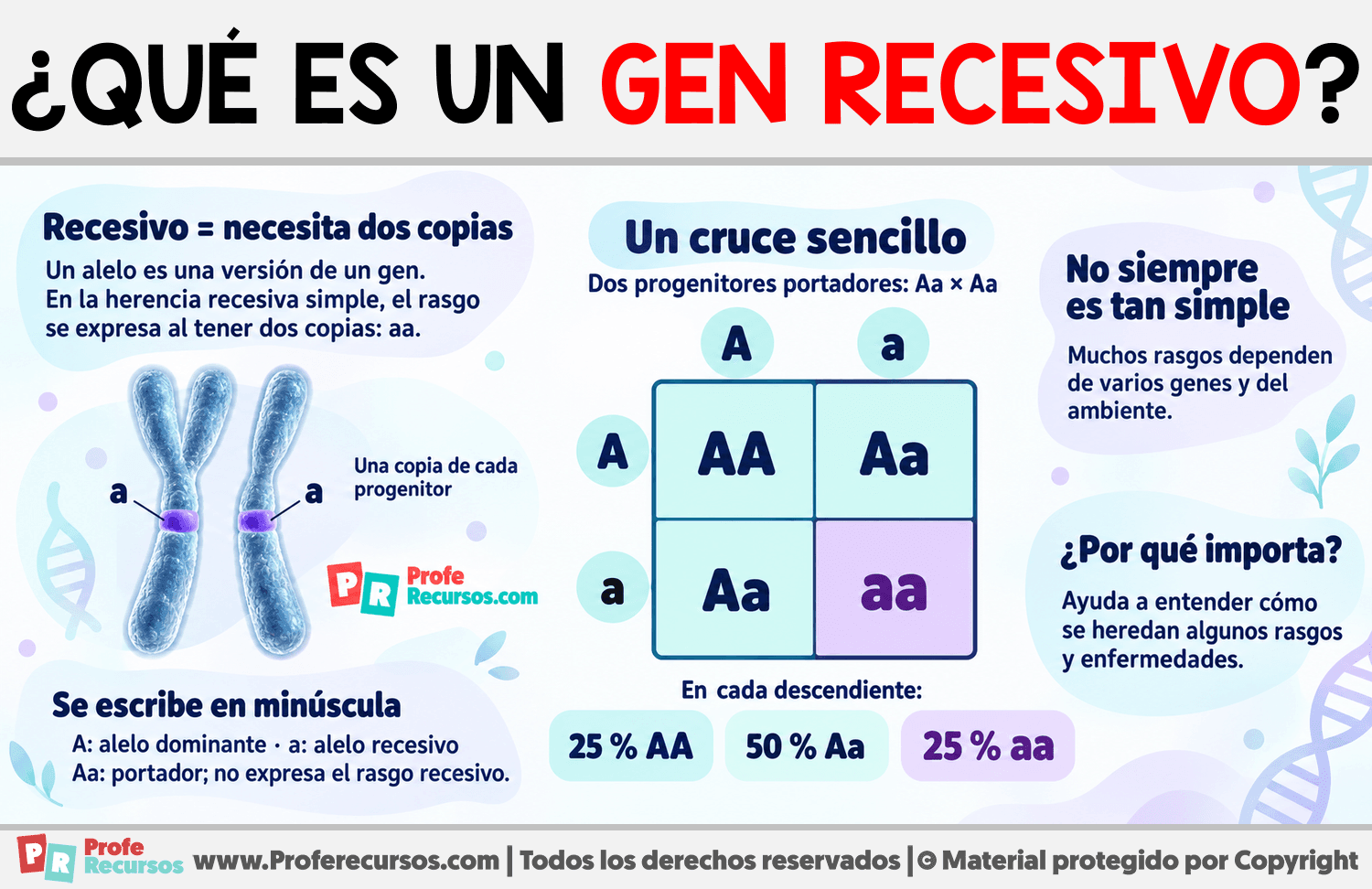 ¿Qué es un gen recesivo? Infografia sobre ¿Qué es un gen recesivo?
