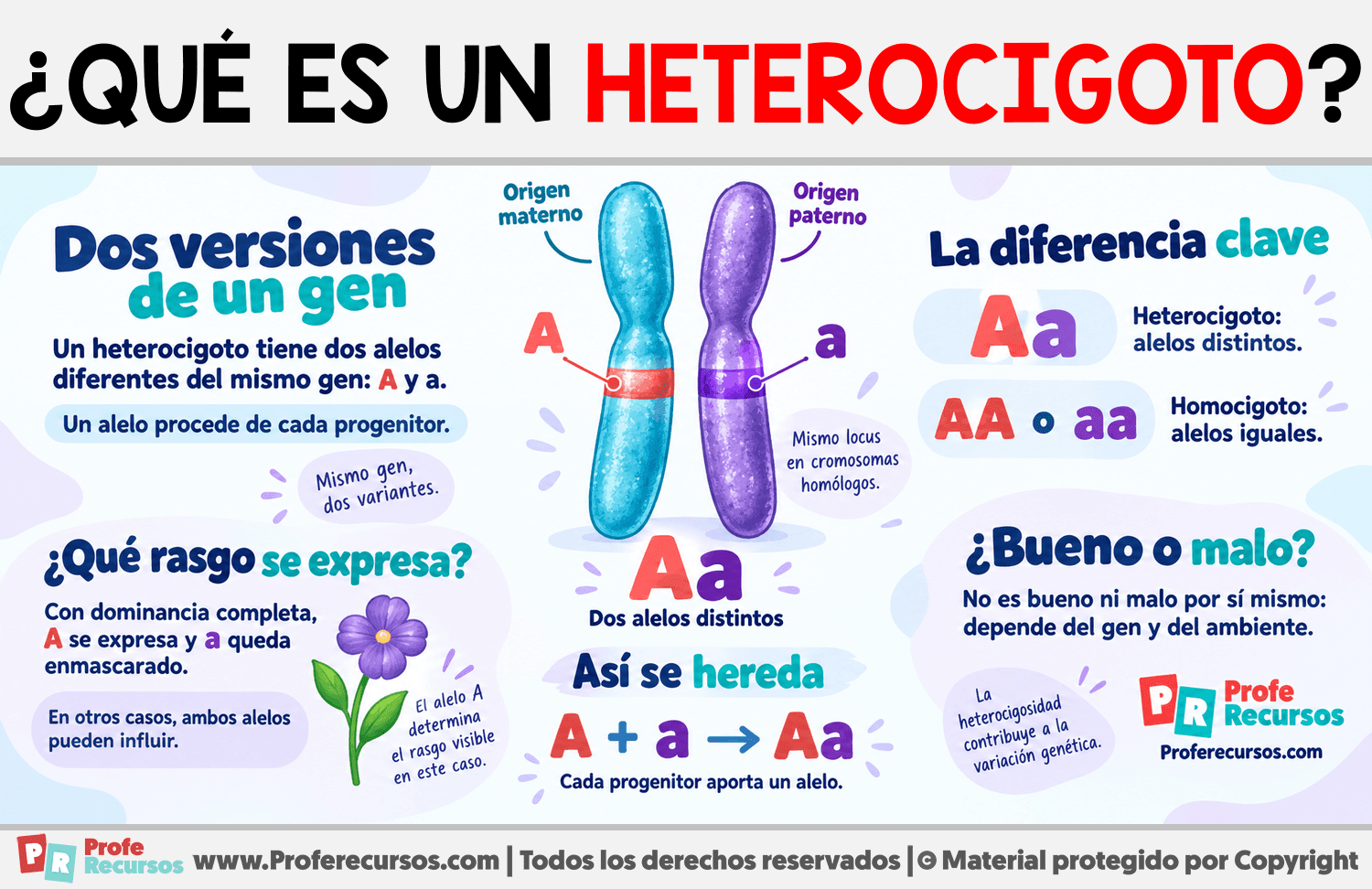 ¿Qué es un heterocigoto? Infografia sobre ¿Qué es un heterocigoto?