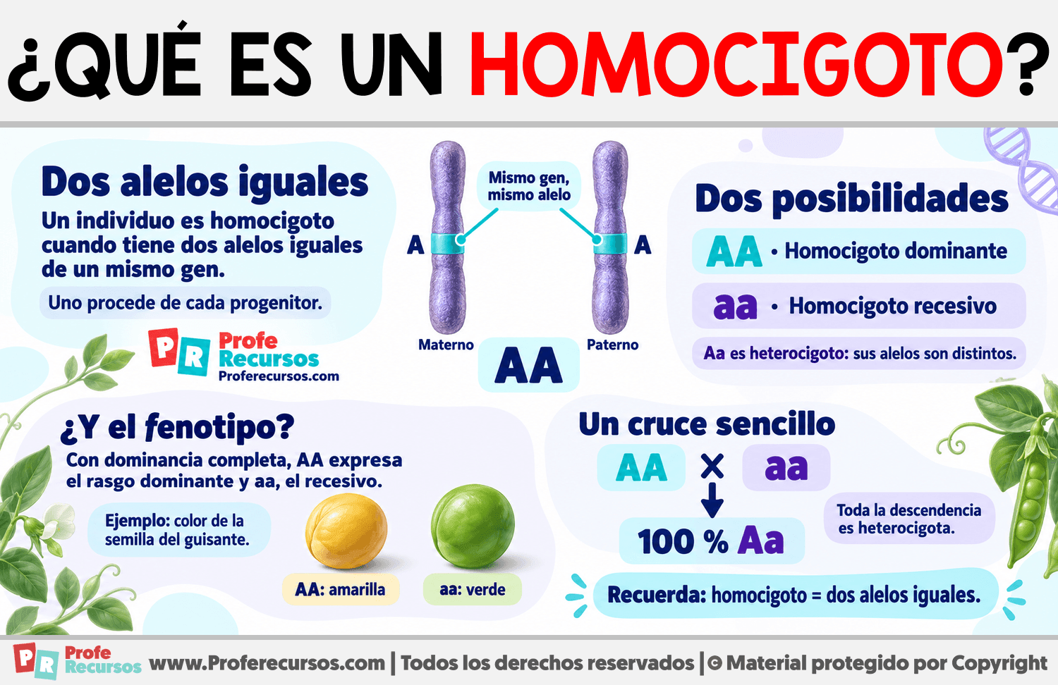 ¿Qué es un homocigoto? Infografia sobre ¿Qué es un homocigoto?